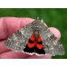 DUO Clifden Nonpareil Catocala fraxini with Red Underwing nupta 15 eggs of each SPECIAL PRICE